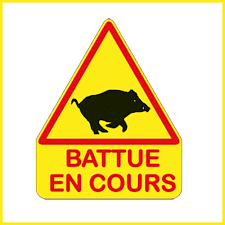 battue sanglier
