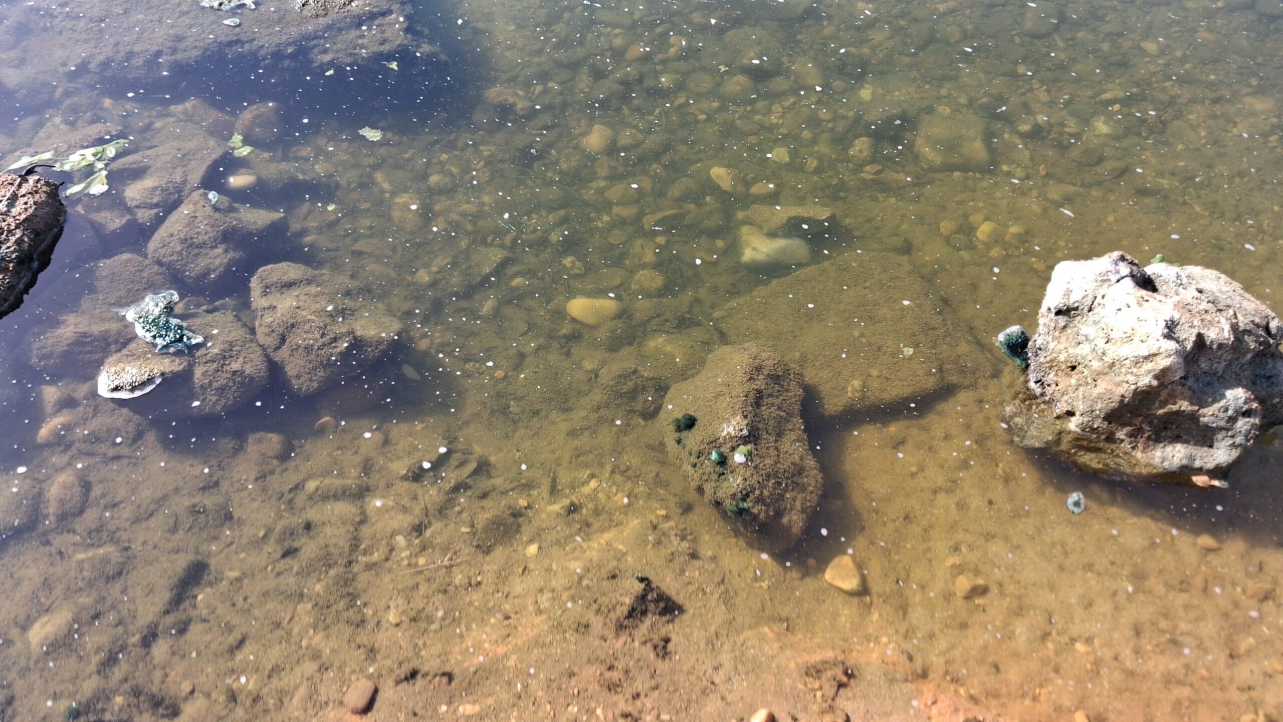 cyano plage