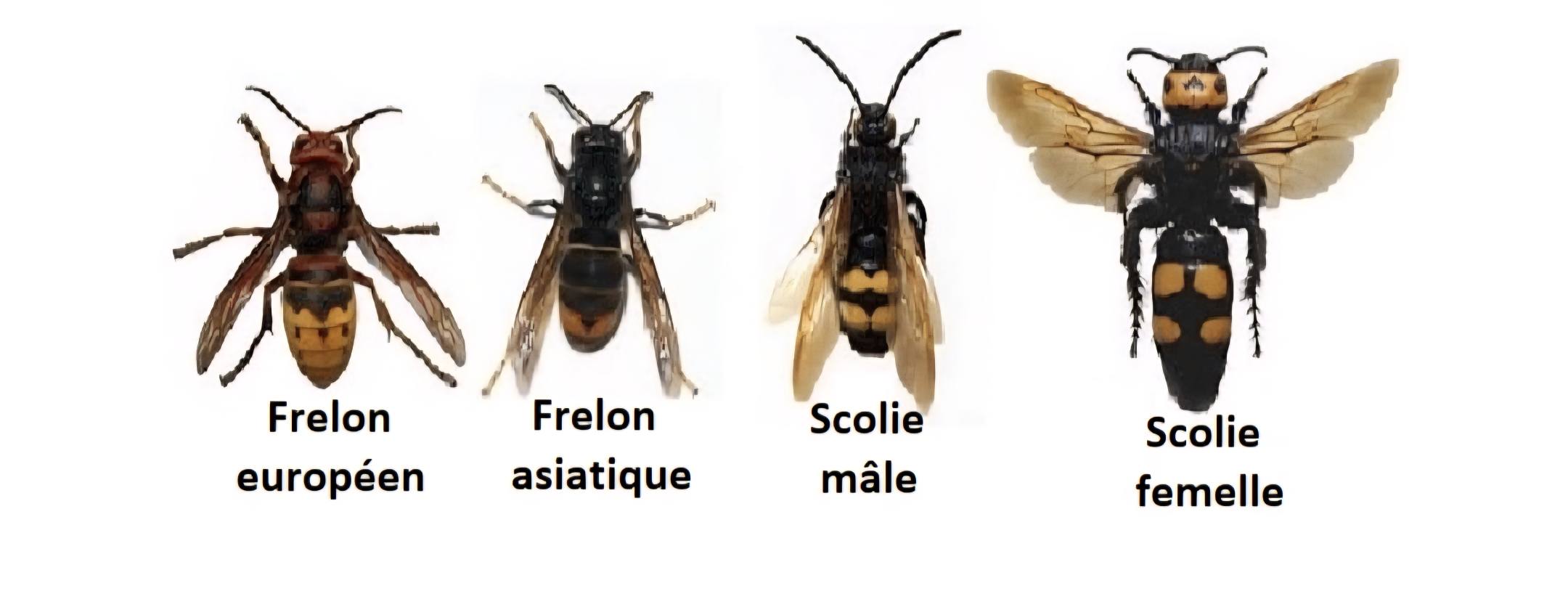 scolies vs frelons