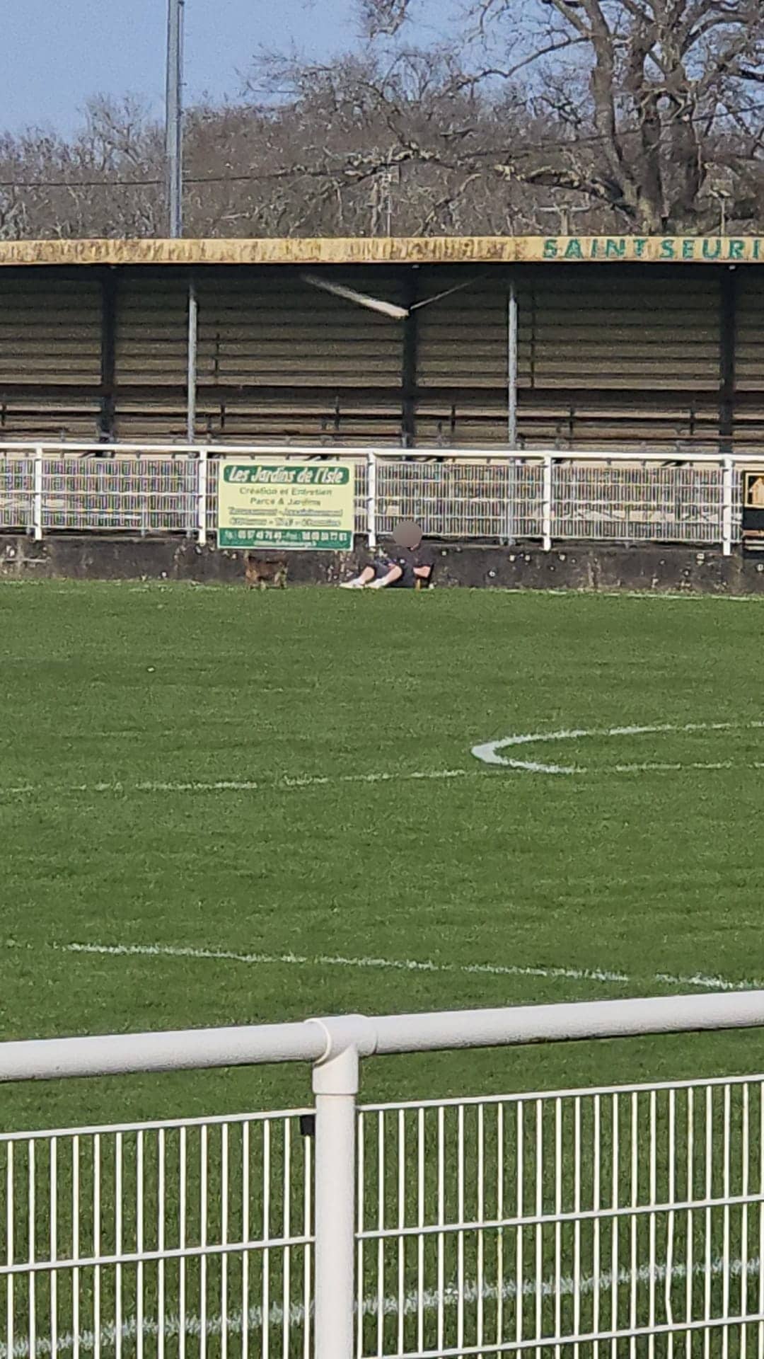 chien stade
